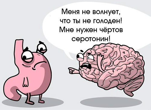 Серотонин и мозг