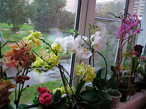 Выращивание орхидей как хобби