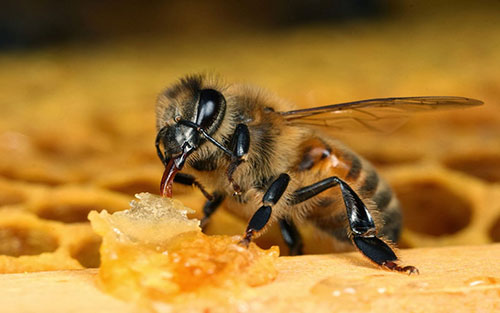 Лечение алкоголизма пчелами